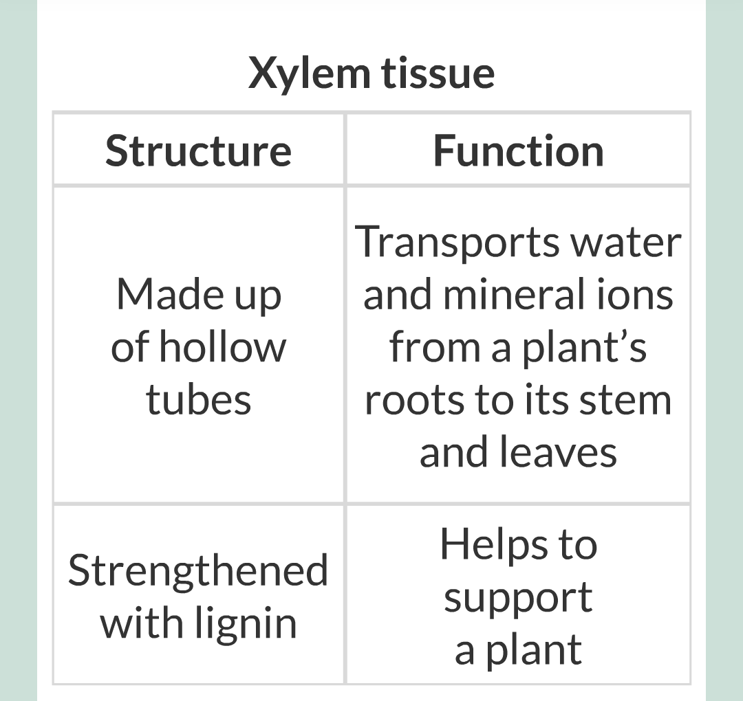 ../../../Biology/Biology Flashcards/0610 MC Questions from Key Cards/2 - Organization/11 - Plant Leaves and Tissues/12.png