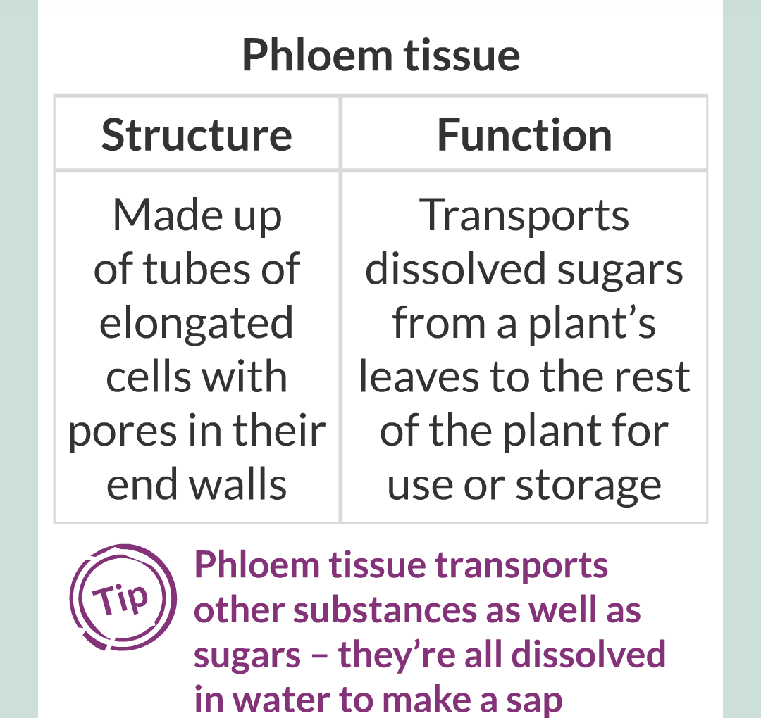 ../../../Biology/Biology Flashcards/0610 MC Questions from Key Cards/2 - Organization/11 - Plant Leaves and Tissues/14.png