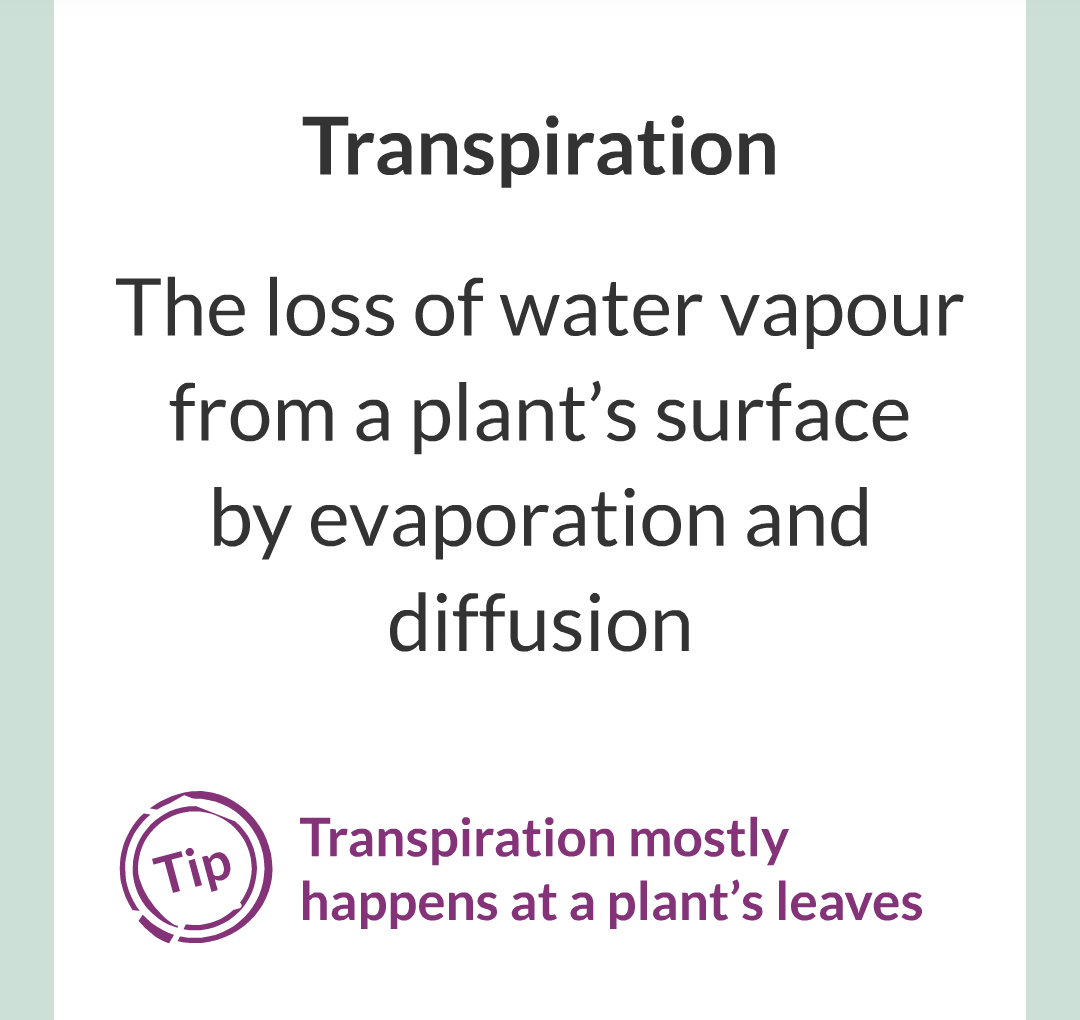 ../../../Biology/Biology Flashcards/0610 MC Questions from Key Cards/2 - Organization/12 - Transpiration and Translocation/02.png