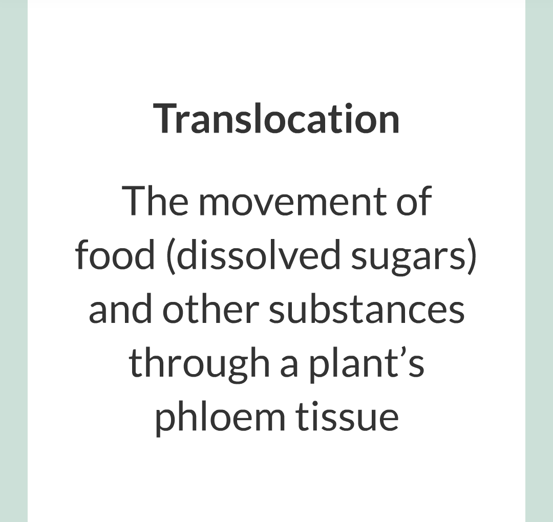 ../../../Biology/Biology Flashcards/0610 MC Questions from Key Cards/2 - Organization/12 - Transpiration and Translocation/04.png