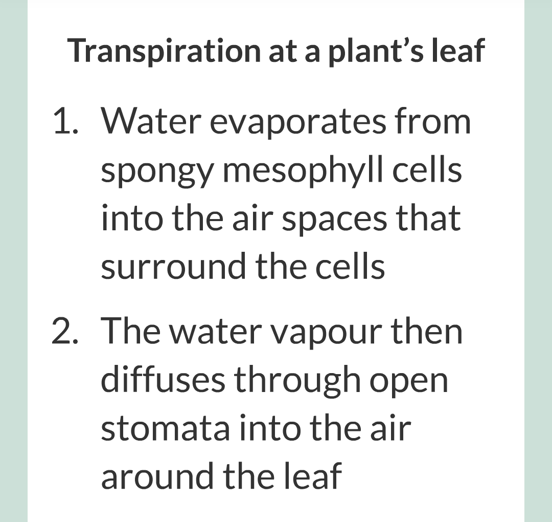 ../../../Biology/Biology Flashcards/0610 MC Questions from Key Cards/2 - Organization/12 - Transpiration and Translocation/06.png
