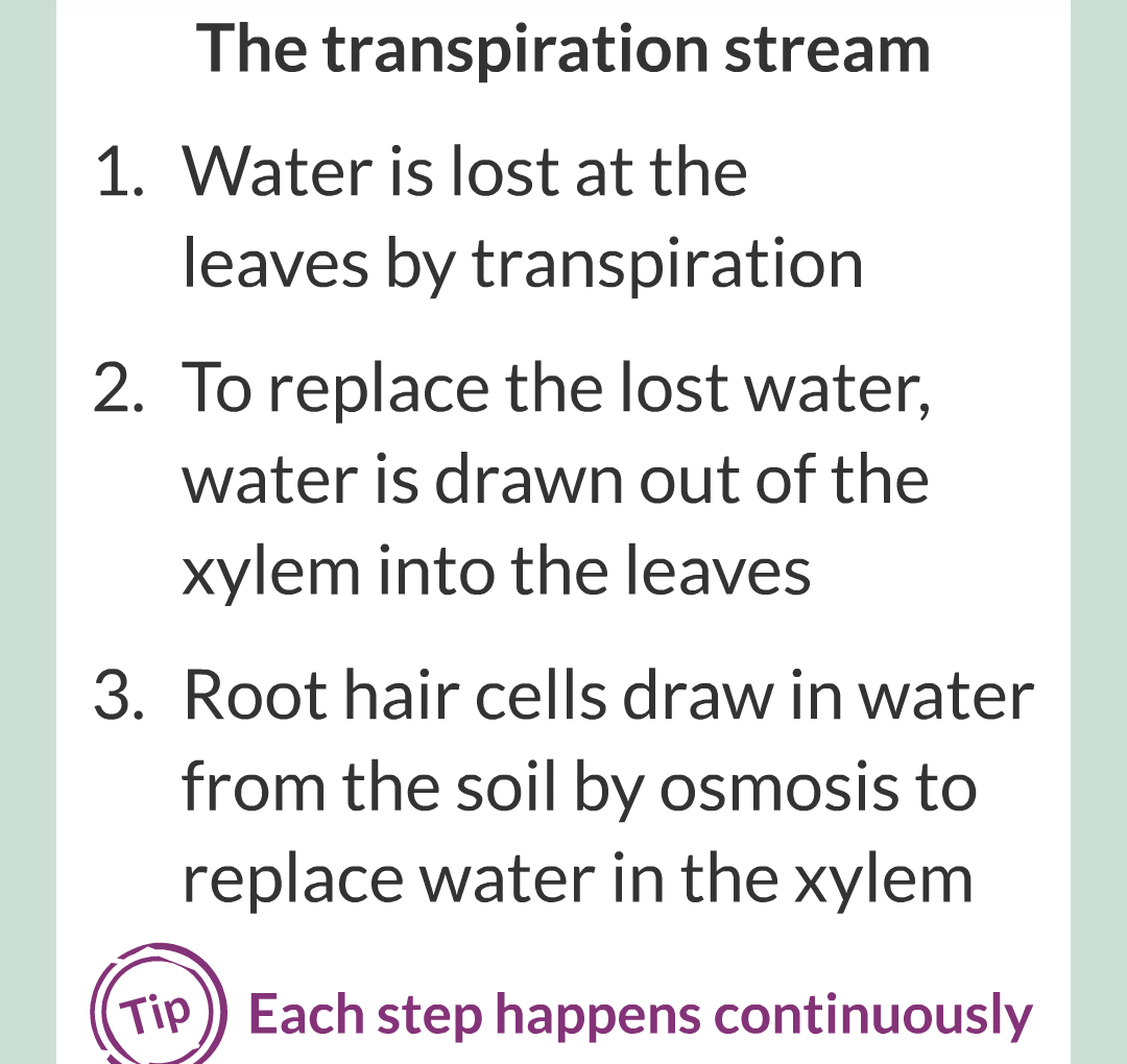 ../../../Biology/Biology Flashcards/0610 MC Questions from Key Cards/2 - Organization/12 - Transpiration and Translocation/10.png