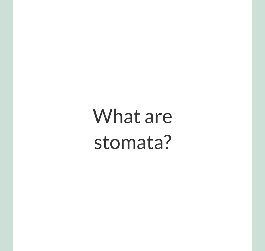 ../../../Biology/Biology Flashcards/0610 MC Questions from Key Cards/2 - Organization/13 - Stomata and Guard Cells/01.png