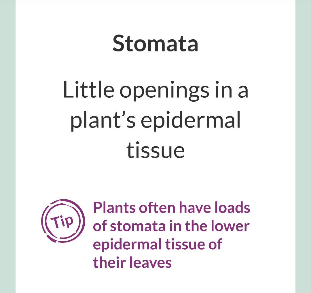 ../../../Biology/Biology Flashcards/0610 MC Questions from Key Cards/2 - Organization/13 - Stomata and Guard Cells/02.png
