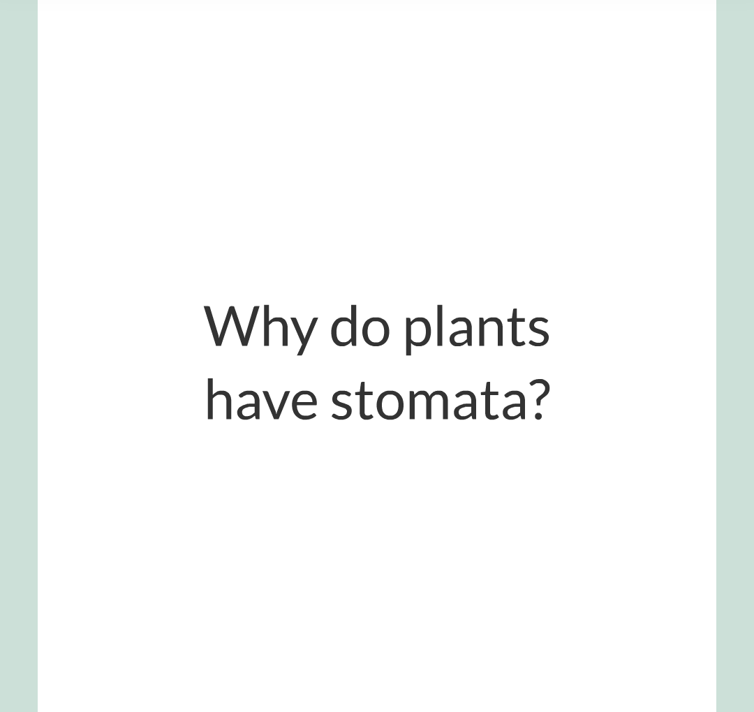 ../../../Biology/Biology Flashcards/0610 MC Questions from Key Cards/2 - Organization/13 - Stomata and Guard Cells/03.png