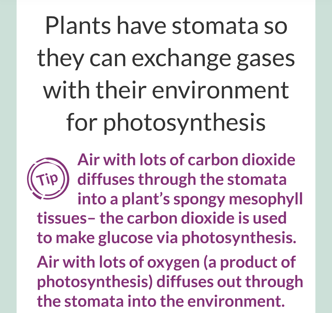 ../../../Biology/Biology Flashcards/0610 MC Questions from Key Cards/2 - Organization/13 - Stomata and Guard Cells/04.png