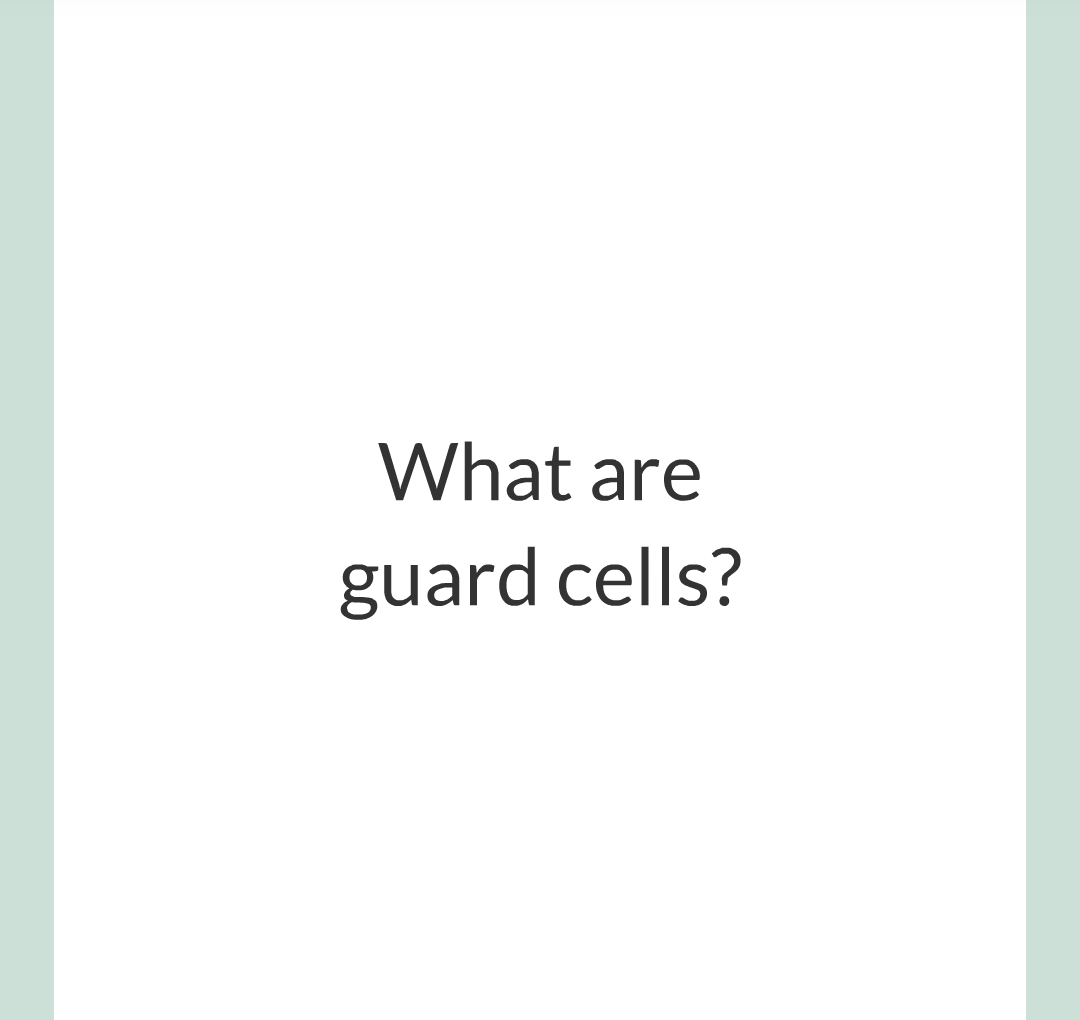 ../../../Biology/Biology Flashcards/0610 MC Questions from Key Cards/2 - Organization/13 - Stomata and Guard Cells/05.png