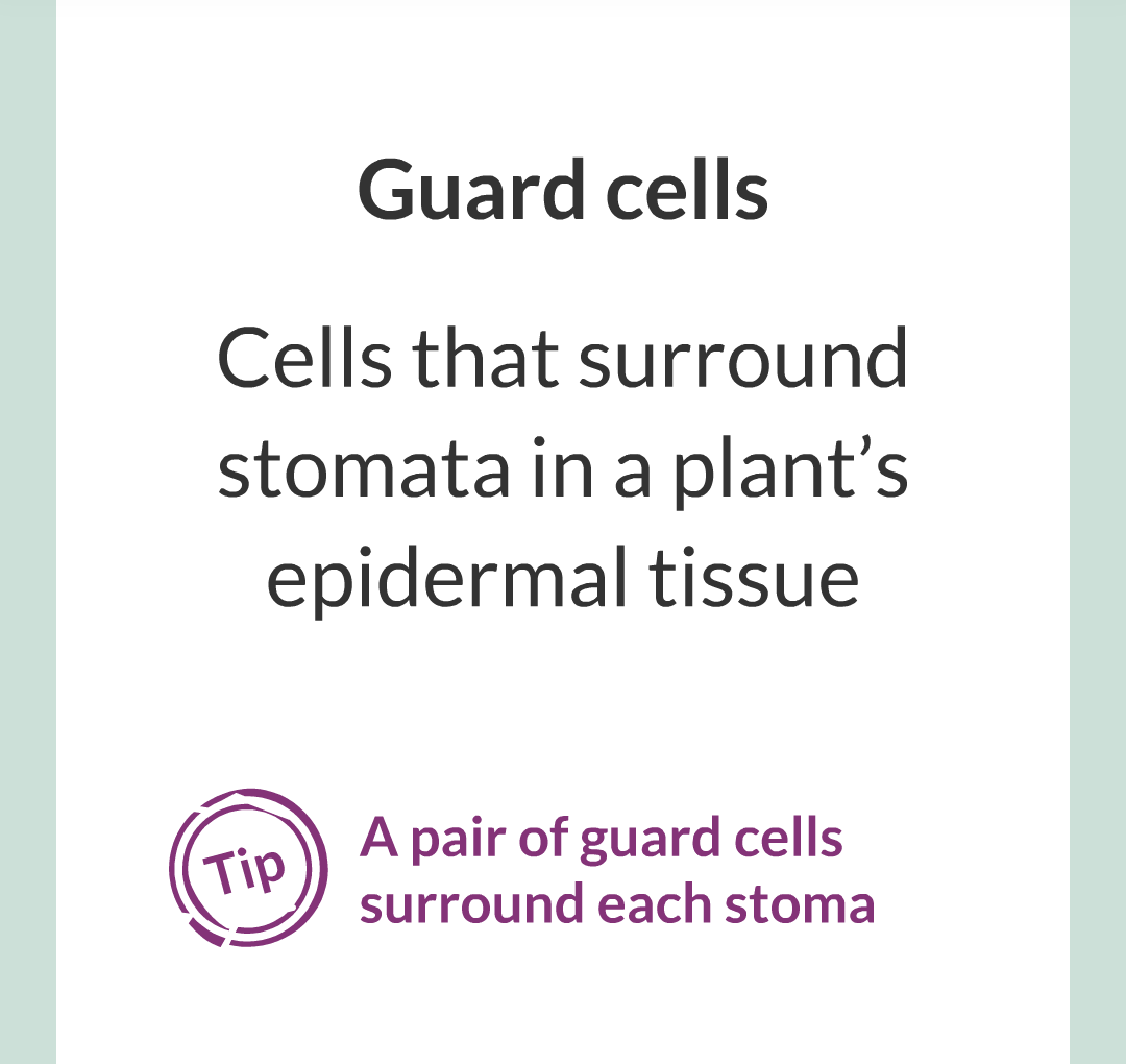 ../../../Biology/Biology Flashcards/0610 MC Questions from Key Cards/2 - Organization/13 - Stomata and Guard Cells/06.png