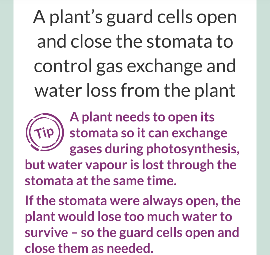 ../../../Biology/Biology Flashcards/0610 MC Questions from Key Cards/2 - Organization/13 - Stomata and Guard Cells/08.png
