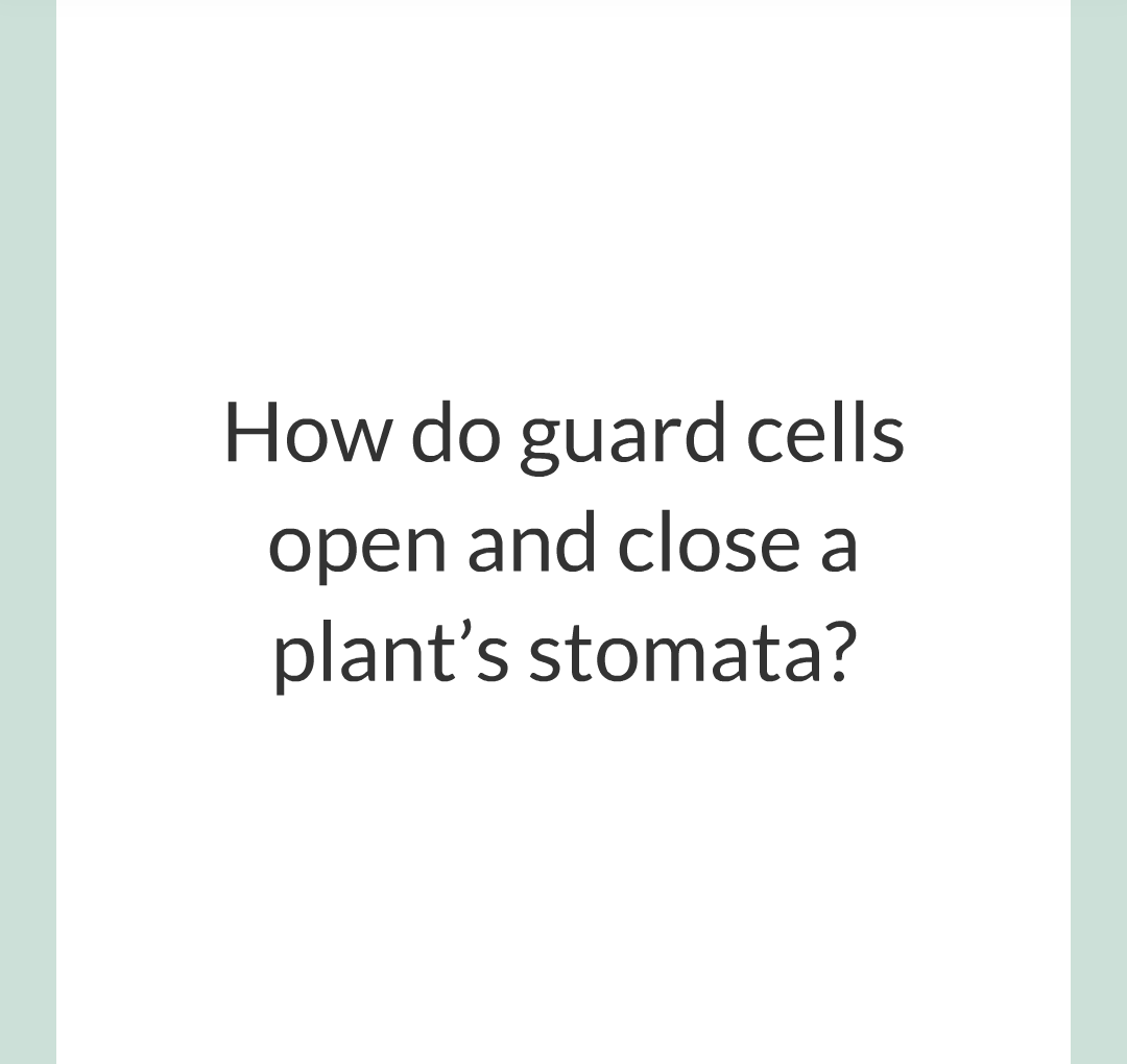 ../../../Biology/Biology Flashcards/0610 MC Questions from Key Cards/2 - Organization/13 - Stomata and Guard Cells/09.png