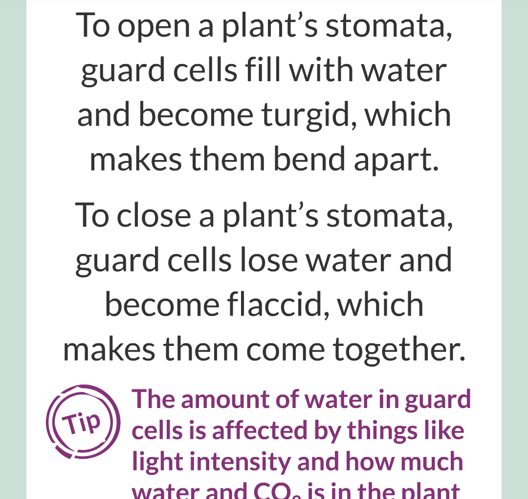 ../../../Biology/Biology Flashcards/0610 MC Questions from Key Cards/2 - Organization/13 - Stomata and Guard Cells/10.png