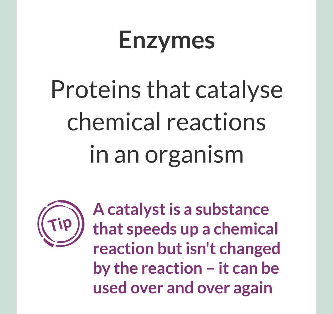 ../../../Biology/Biology Flashcards/0610 MC Questions from Key Cards/2 - Organization/2 - Enzymes/02.png