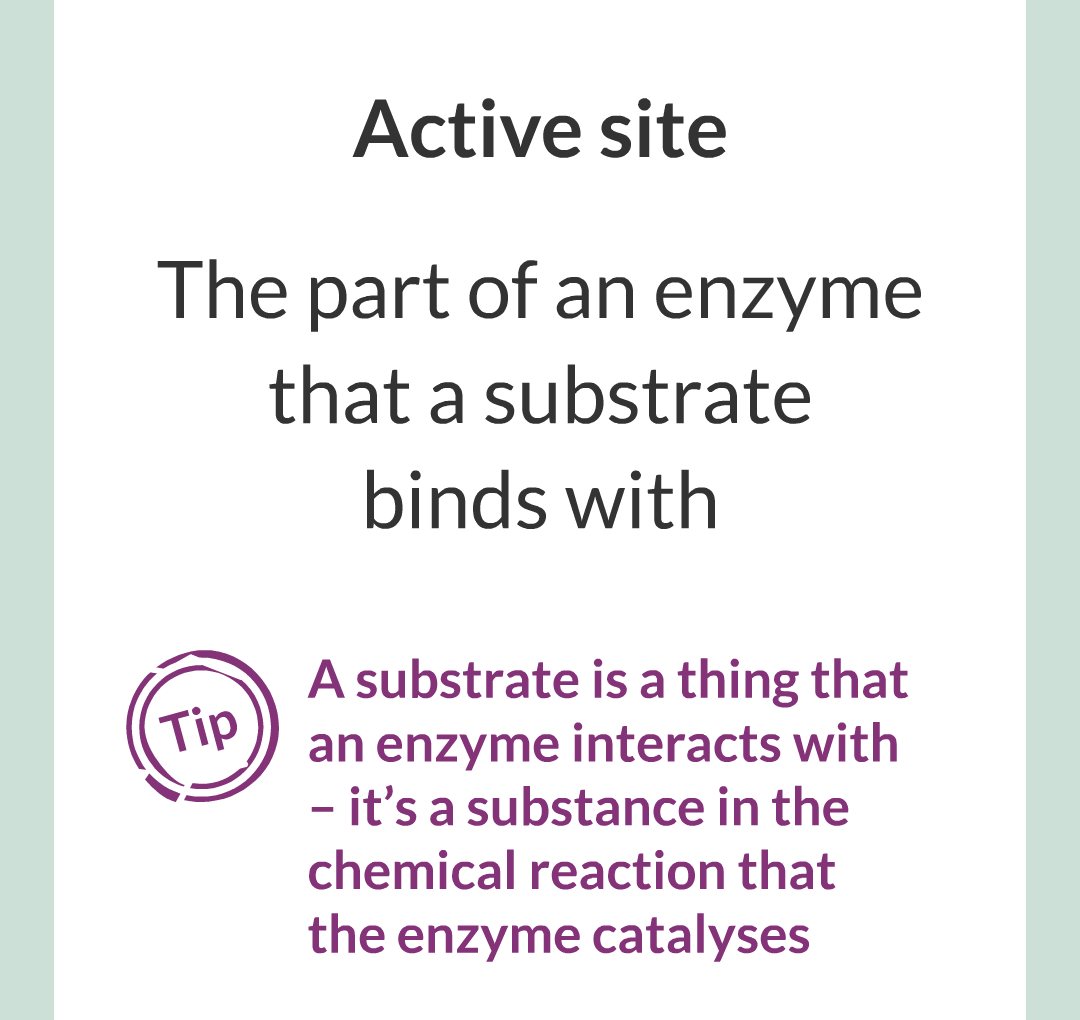../../../Biology/Biology Flashcards/0610 MC Questions from Key Cards/2 - Organization/2 - Enzymes/04.png