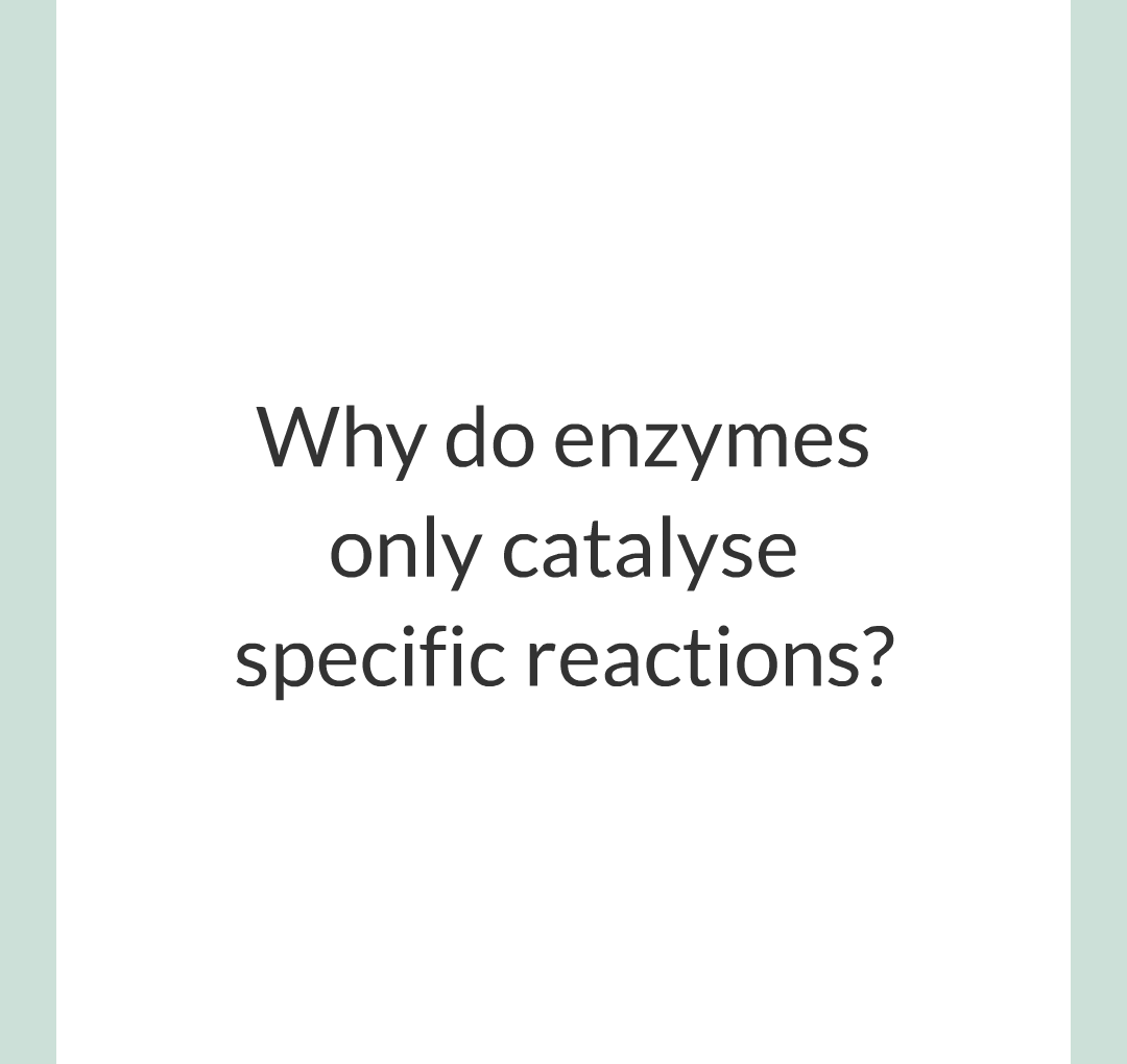 ../../../Biology/Biology Flashcards/0610 MC Questions from Key Cards/2 - Organization/2 - Enzymes/05.png