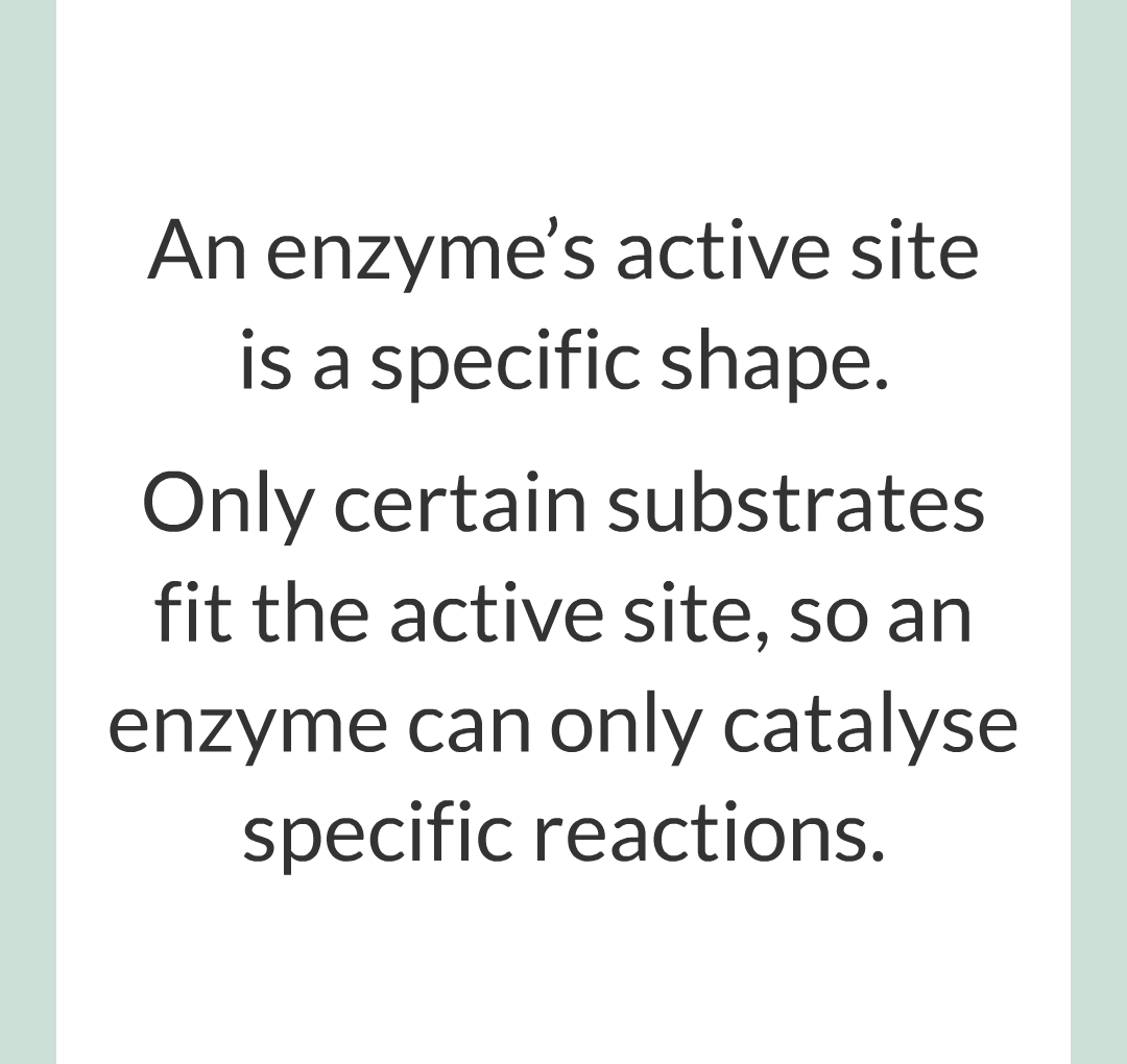 ../../../Biology/Biology Flashcards/0610 MC Questions from Key Cards/2 - Organization/2 - Enzymes/06.png