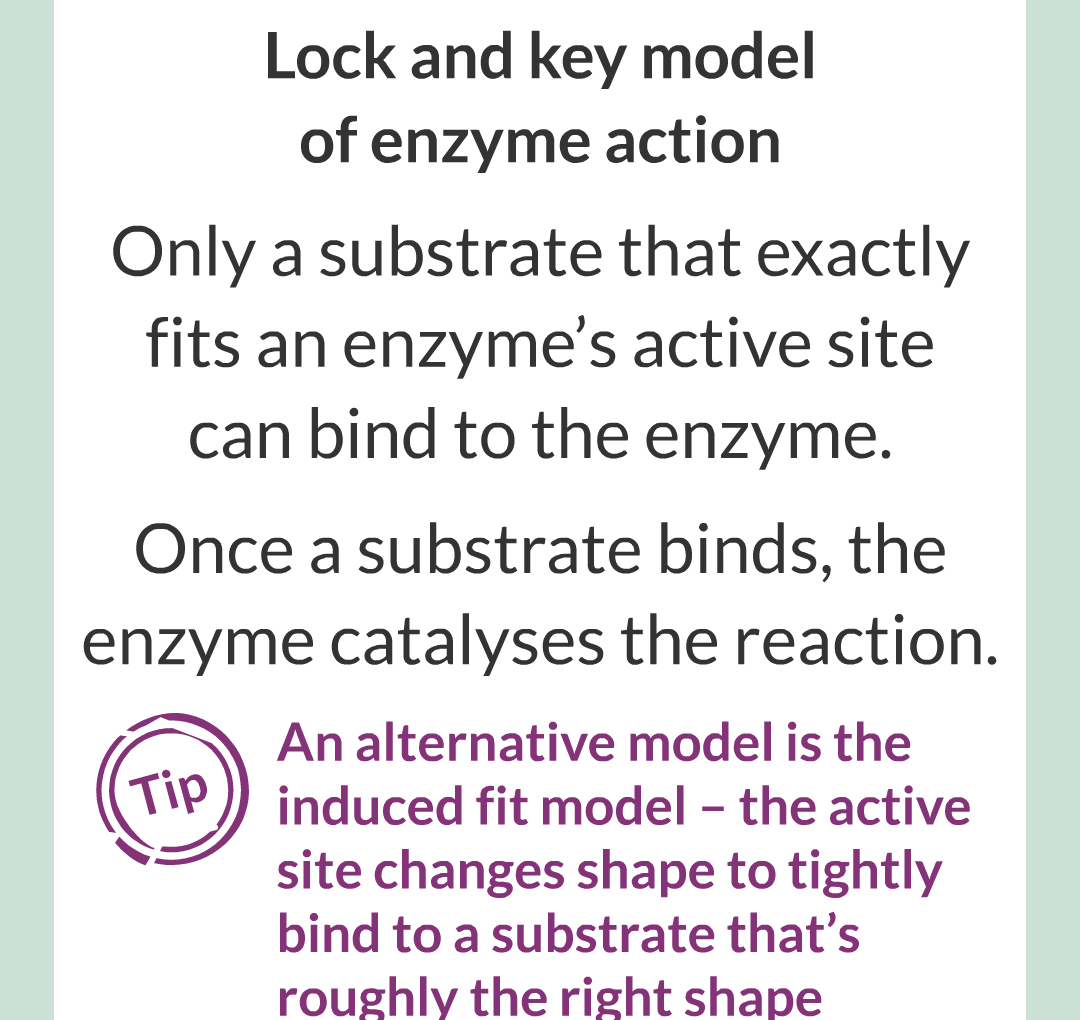 ../../../Biology/Biology Flashcards/0610 MC Questions from Key Cards/2 - Organization/2 - Enzymes/08.png