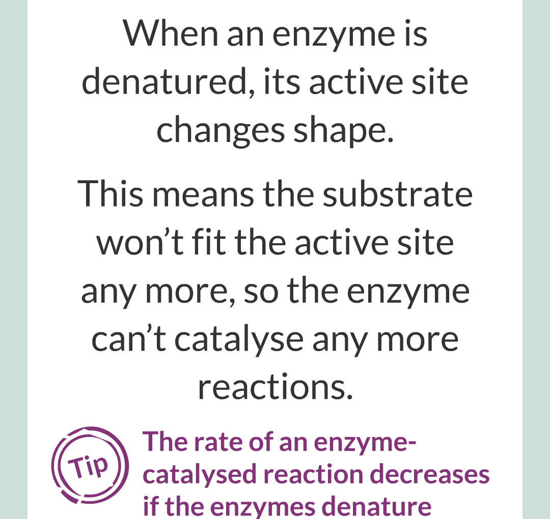 ../../../Biology/Biology Flashcards/0610 MC Questions from Key Cards/2 - Organization/2 - Enzymes/10.png