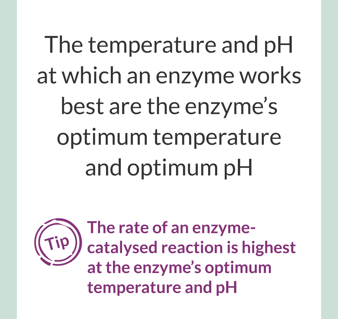 ../../../Biology/Biology Flashcards/0610 MC Questions from Key Cards/2 - Organization/2 - Enzymes/14.png