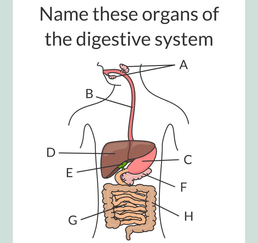 ../../../Biology/Biology Flashcards/0610 MC Questions from Key Cards/2 - Organization/3 - Digestion and Enzymes/01.png