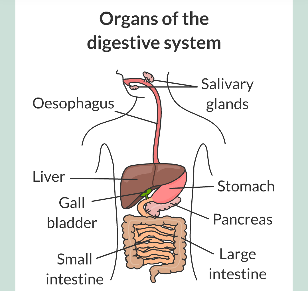 ../../../Biology/Biology Flashcards/0610 MC Questions from Key Cards/2 - Organization/3 - Digestion and Enzymes/02.png