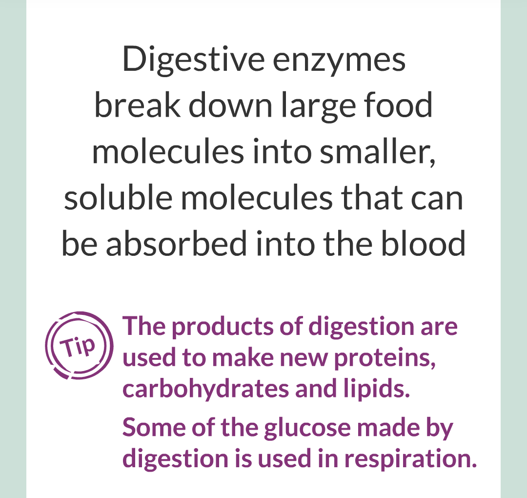 ../../../Biology/Biology Flashcards/0610 MC Questions from Key Cards/2 - Organization/3 - Digestion and Enzymes/04.png