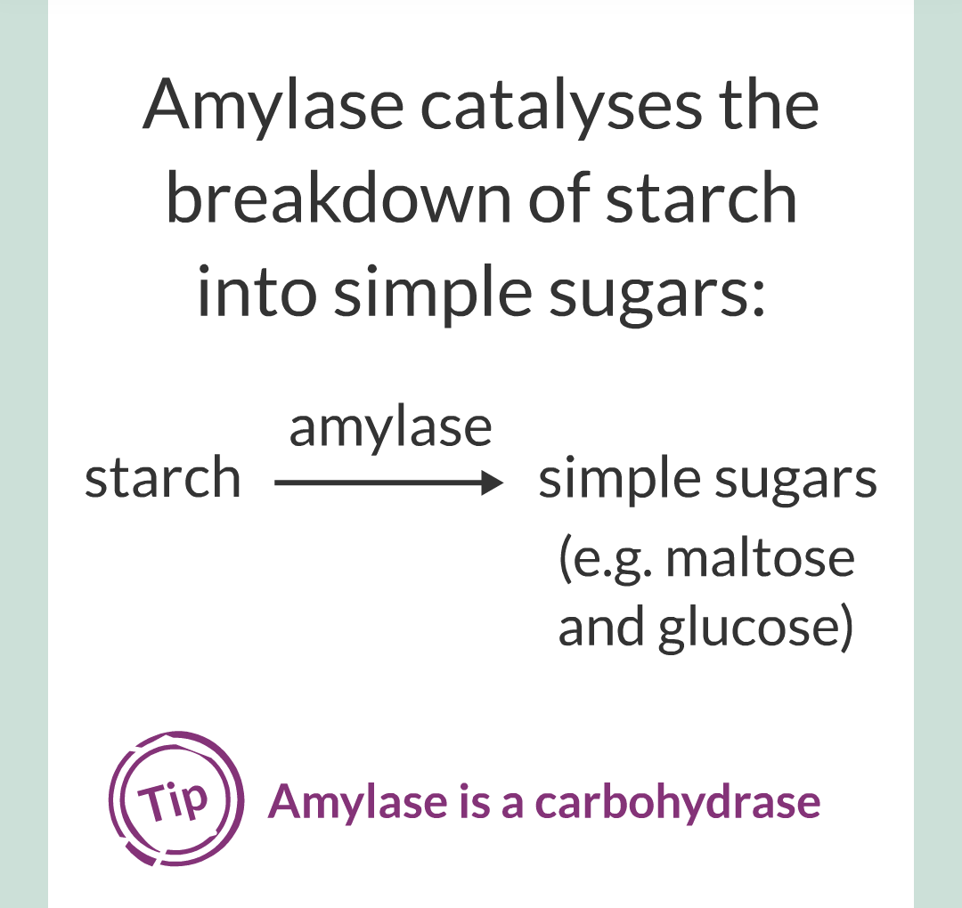 ../../../Biology/Biology Flashcards/0610 MC Questions from Key Cards/2 - Organization/3 - Digestion and Enzymes/08.png