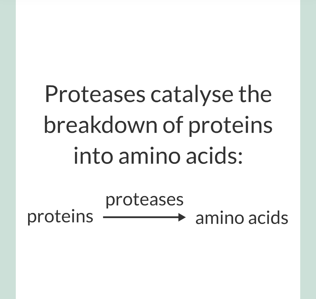 ../../../Biology/Biology Flashcards/0610 MC Questions from Key Cards/2 - Organization/3 - Digestion and Enzymes/12.png