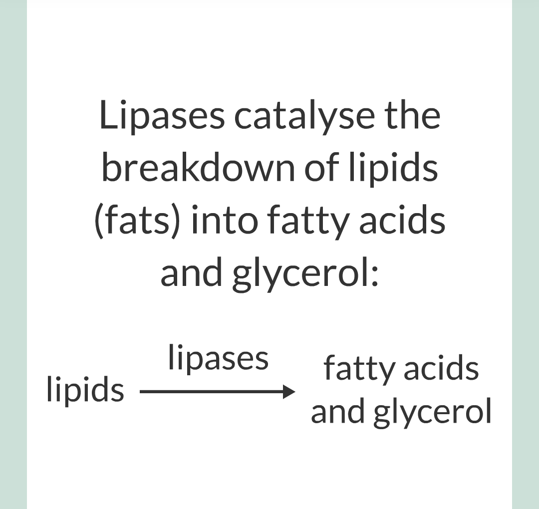 ../../../Biology/Biology Flashcards/0610 MC Questions from Key Cards/2 - Organization/3 - Digestion and Enzymes/16.png