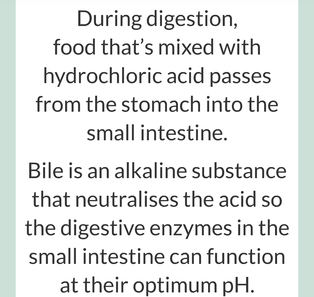../../../Biology/Biology Flashcards/0610 MC Questions from Key Cards/2 - Organization/3 - Digestion and Enzymes/22.png