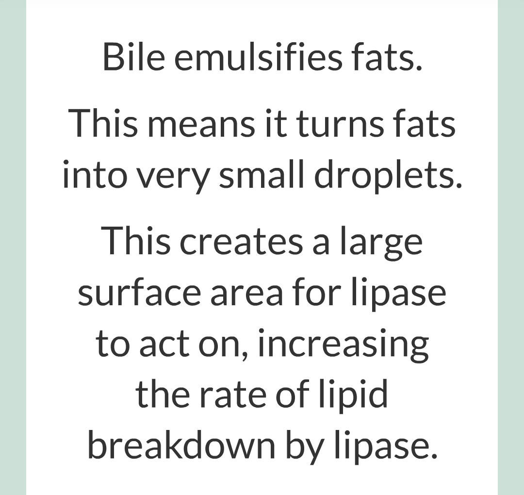 ../../../Biology/Biology Flashcards/0610 MC Questions from Key Cards/2 - Organization/3 - Digestion and Enzymes/24.png
