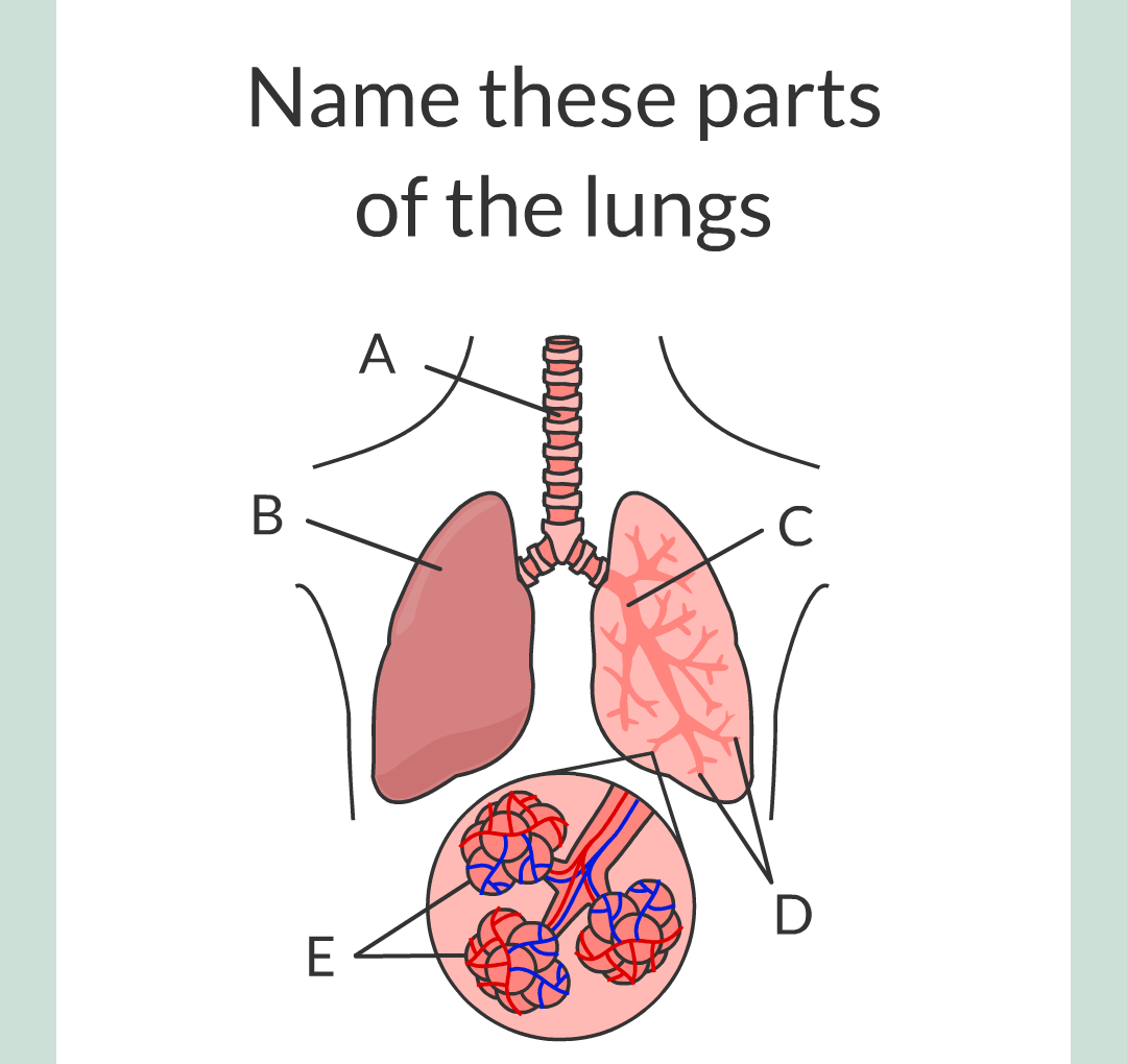../../../Biology/Biology Flashcards/0610 MC Questions from Key Cards/2 - Organization/5 - The Lungs and Heart/01.png