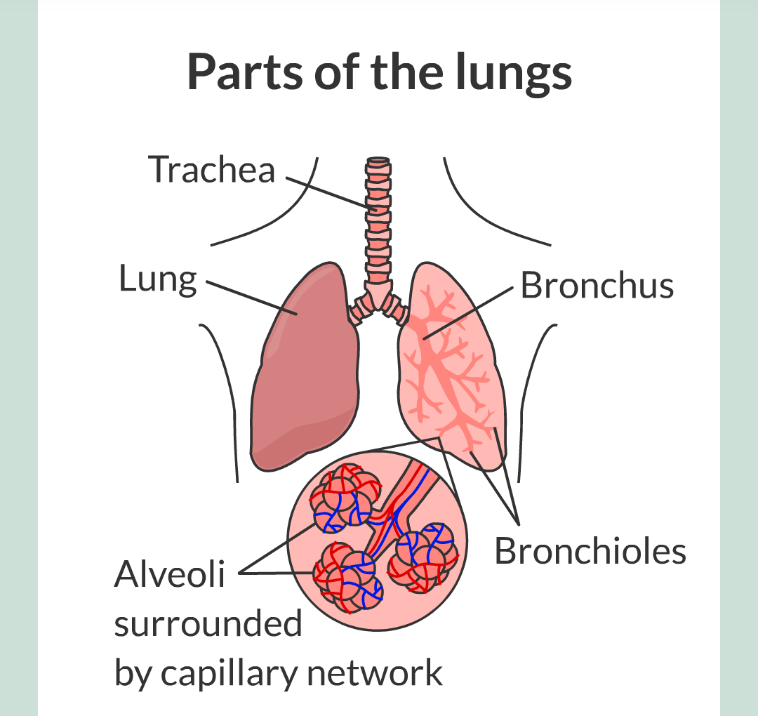../../../Biology/Biology Flashcards/0610 MC Questions from Key Cards/2 - Organization/5 - The Lungs and Heart/02.png