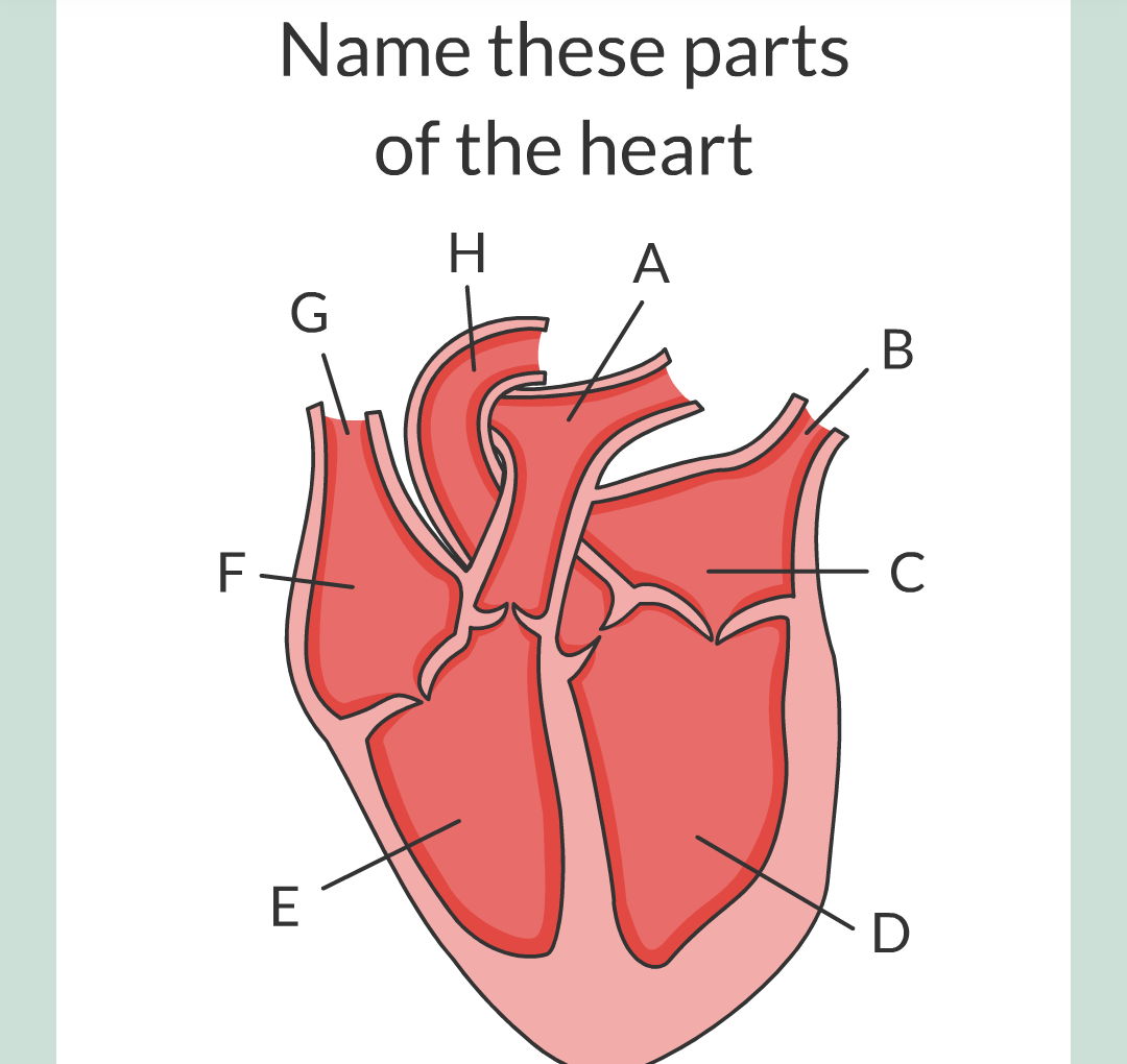 ../../../Biology/Biology Flashcards/0610 MC Questions from Key Cards/2 - Organization/5 - The Lungs and Heart/03.png