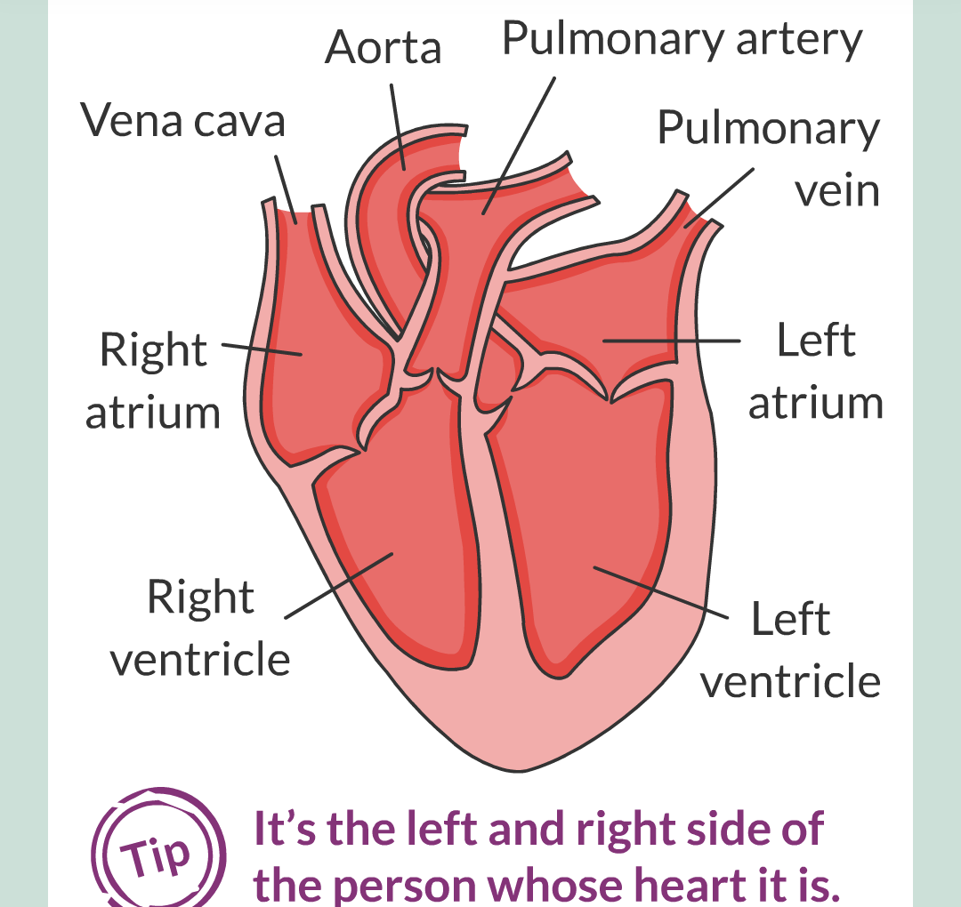 ../../../Biology/Biology Flashcards/0610 MC Questions from Key Cards/2 - Organization/5 - The Lungs and Heart/04.png