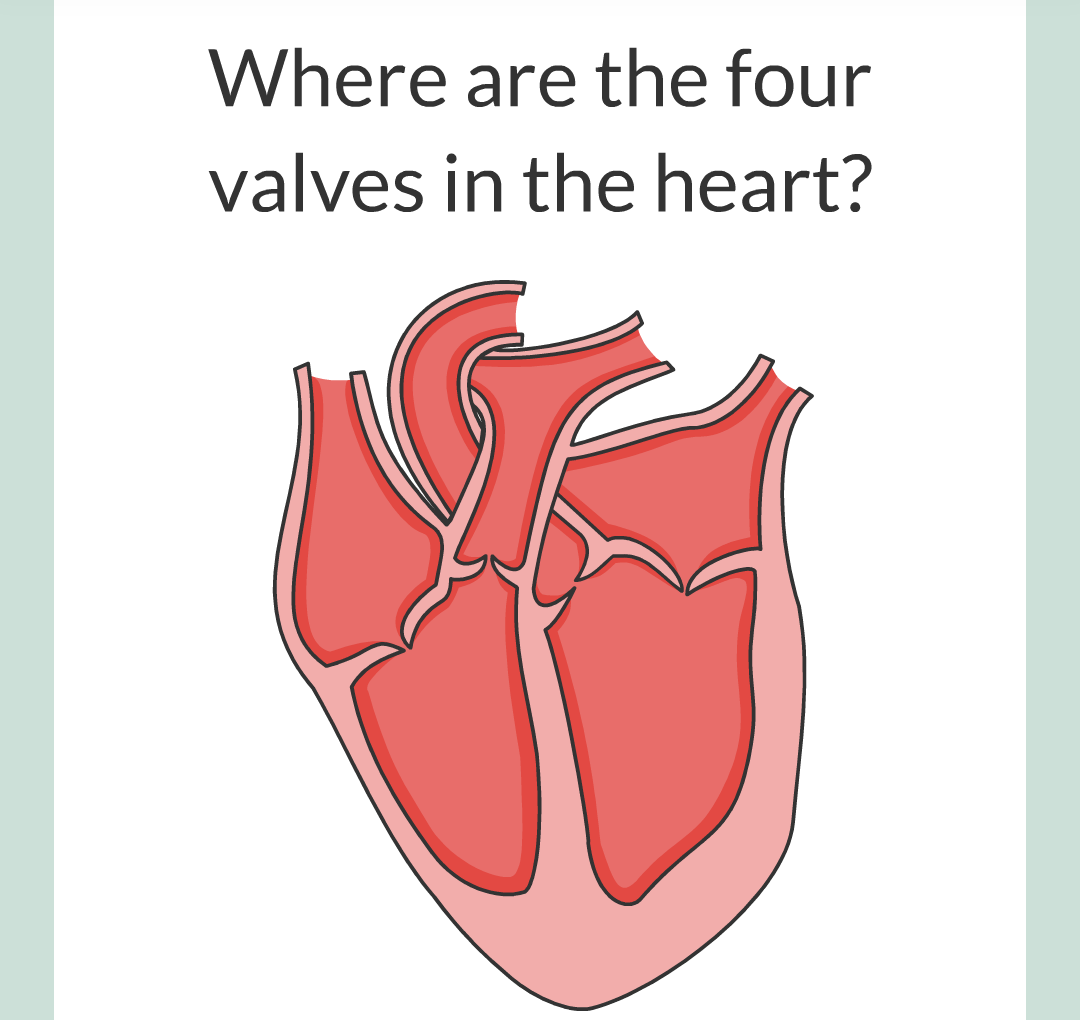 ../../../Biology/Biology Flashcards/0610 MC Questions from Key Cards/2 - Organization/5 - The Lungs and Heart/05.png