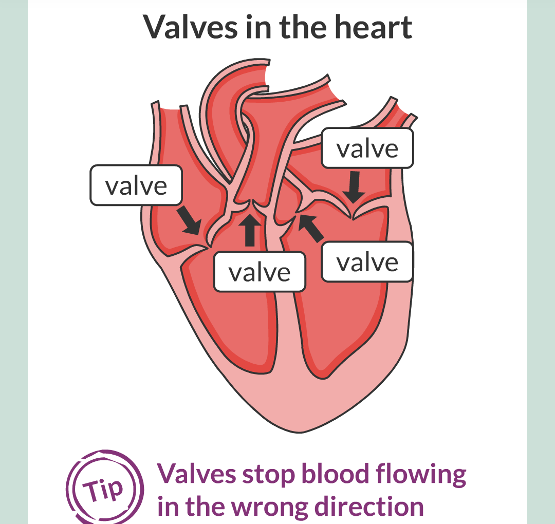 ../../../Biology/Biology Flashcards/0610 MC Questions from Key Cards/2 - Organization/5 - The Lungs and Heart/06.png