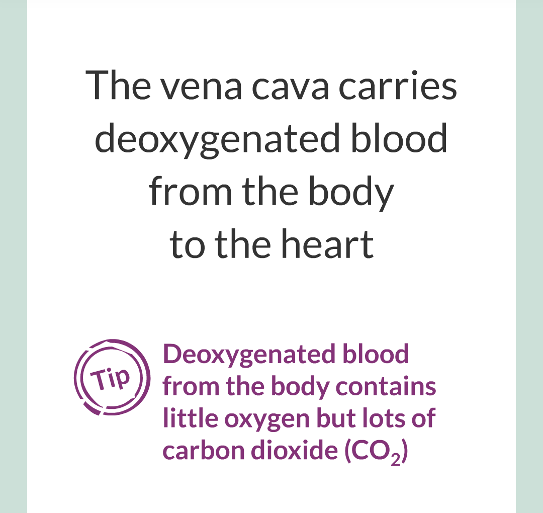 ../../../Biology/Biology Flashcards/0610 MC Questions from Key Cards/2 - Organization/5 - The Lungs and Heart/10.png