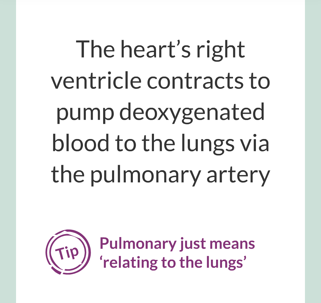 ../../../Biology/Biology Flashcards/0610 MC Questions from Key Cards/2 - Organization/5 - The Lungs and Heart/12.png
