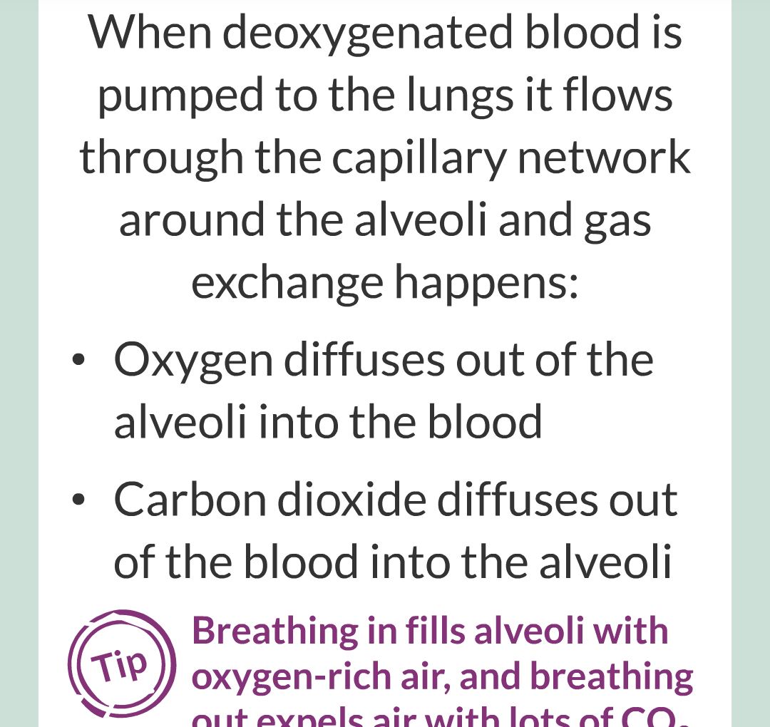 ../../../Biology/Biology Flashcards/0610 MC Questions from Key Cards/2 - Organization/5 - The Lungs and Heart/14.png