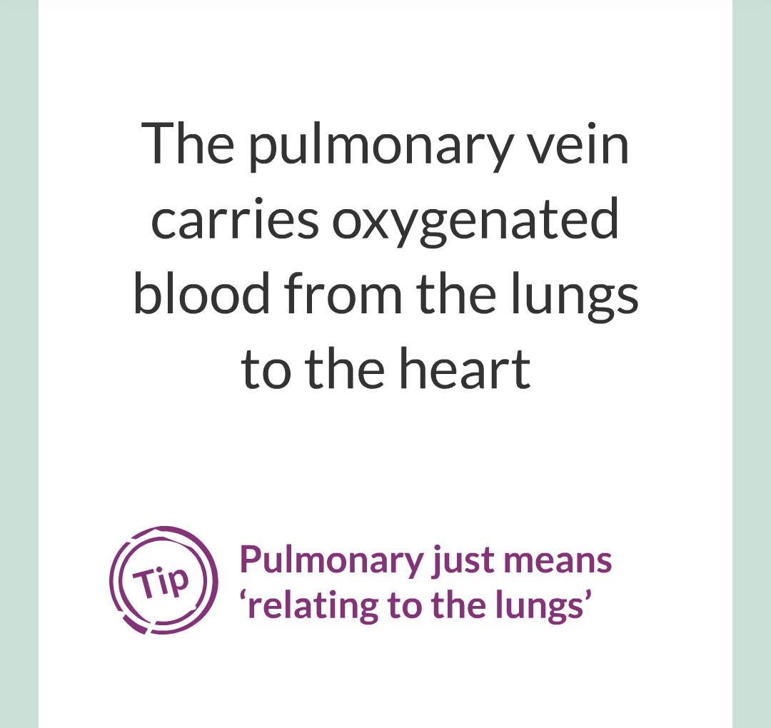 ../../../Biology/Biology Flashcards/0610 MC Questions from Key Cards/2 - Organization/5 - The Lungs and Heart/16.png