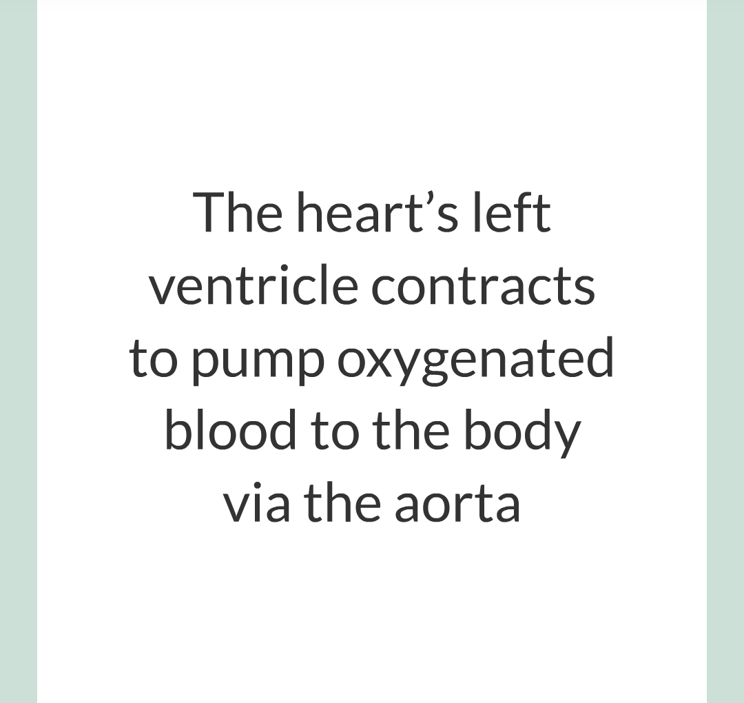 ../../../Biology/Biology Flashcards/0610 MC Questions from Key Cards/2 - Organization/5 - The Lungs and Heart/18.png