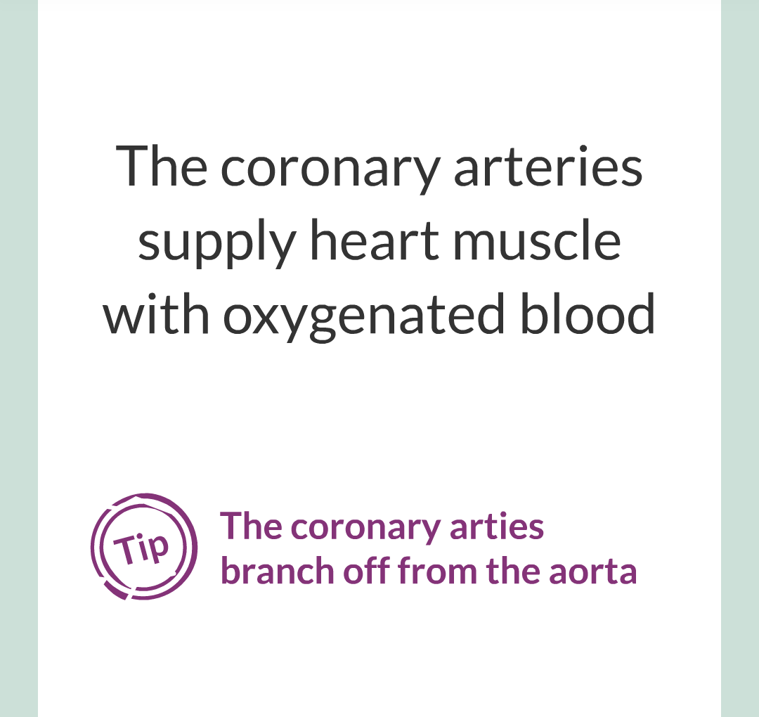 ../../../Biology/Biology Flashcards/0610 MC Questions from Key Cards/2 - Organization/5 - The Lungs and Heart/20.png