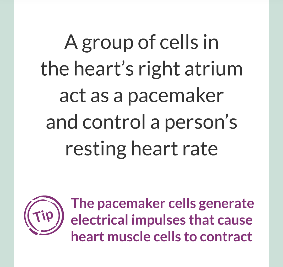 ../../../Biology/Biology Flashcards/0610 MC Questions from Key Cards/2 - Organization/5 - The Lungs and Heart/22.png