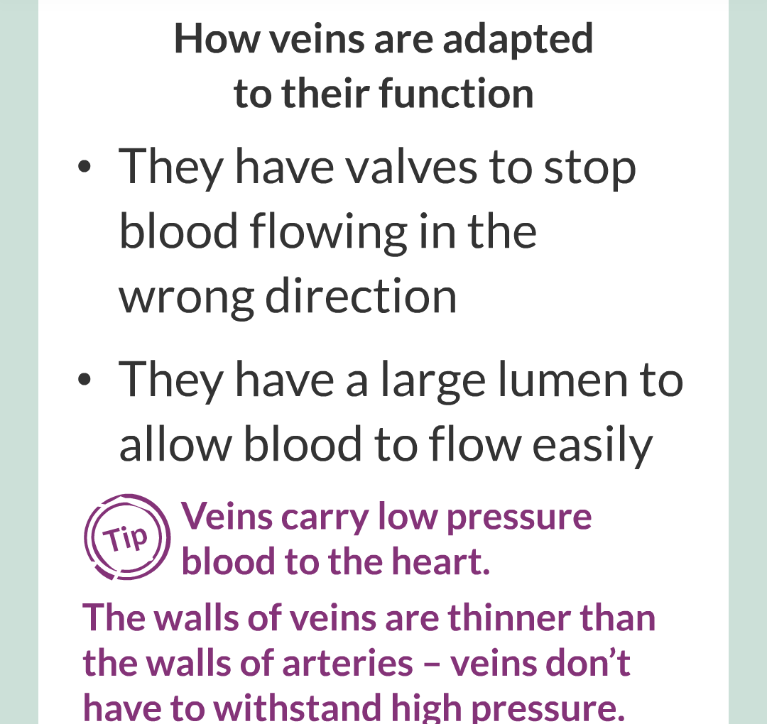 ../../../Biology/Biology Flashcards/0610 MC Questions from Key Cards/2 - Organization/6 - Blood Vessels and Blood/14.png