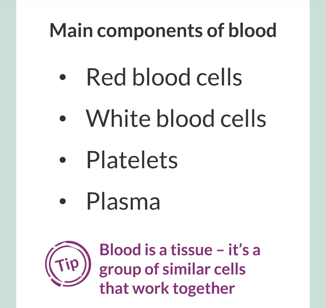 ../../../Biology/Biology Flashcards/0610 MC Questions from Key Cards/2 - Organization/6 - Blood Vessels and Blood/16.png