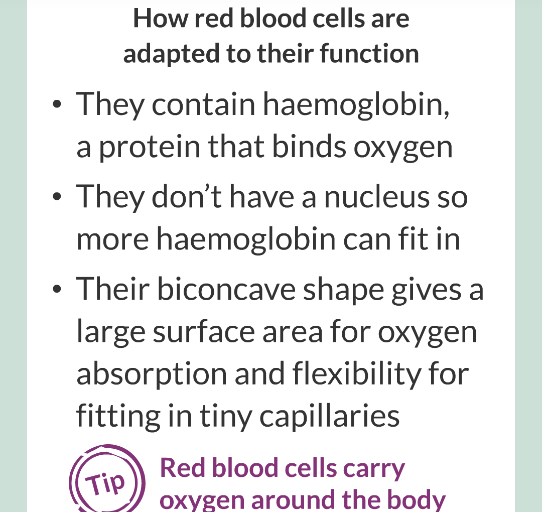 ../../../Biology/Biology Flashcards/0610 MC Questions from Key Cards/2 - Organization/6 - Blood Vessels and Blood/20.png