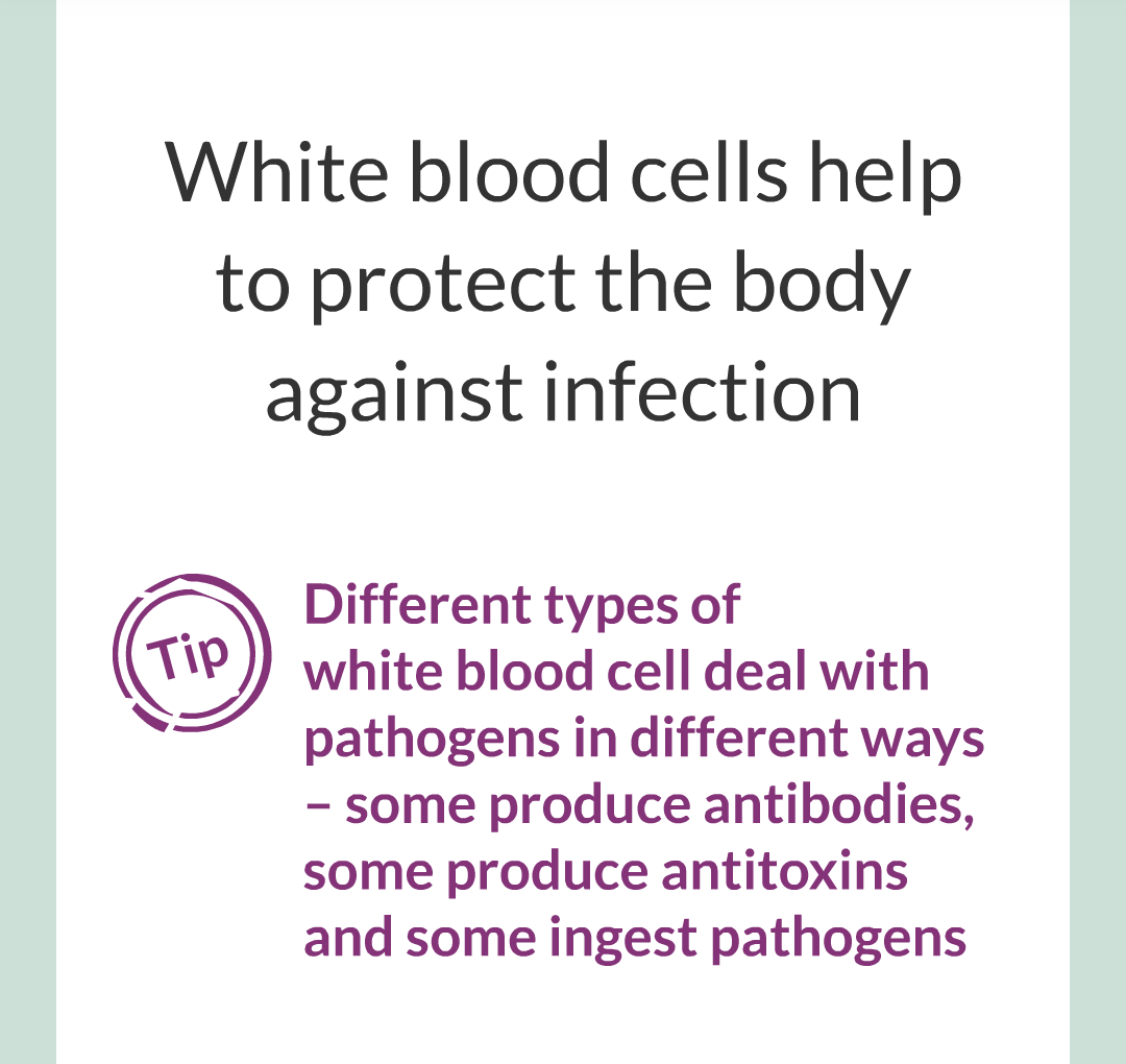 ../../../Biology/Biology Flashcards/0610 MC Questions from Key Cards/2 - Organization/6 - Blood Vessels and Blood/22.png