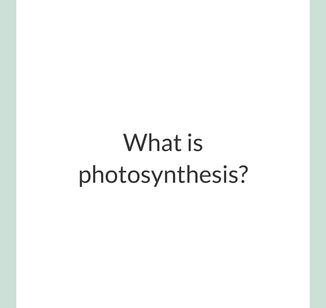 ../../../Biology/Biology Flashcards/0610 MC Questions from Key Cards/3 - Bioenergetics/1 - Photosynthesis/001.png