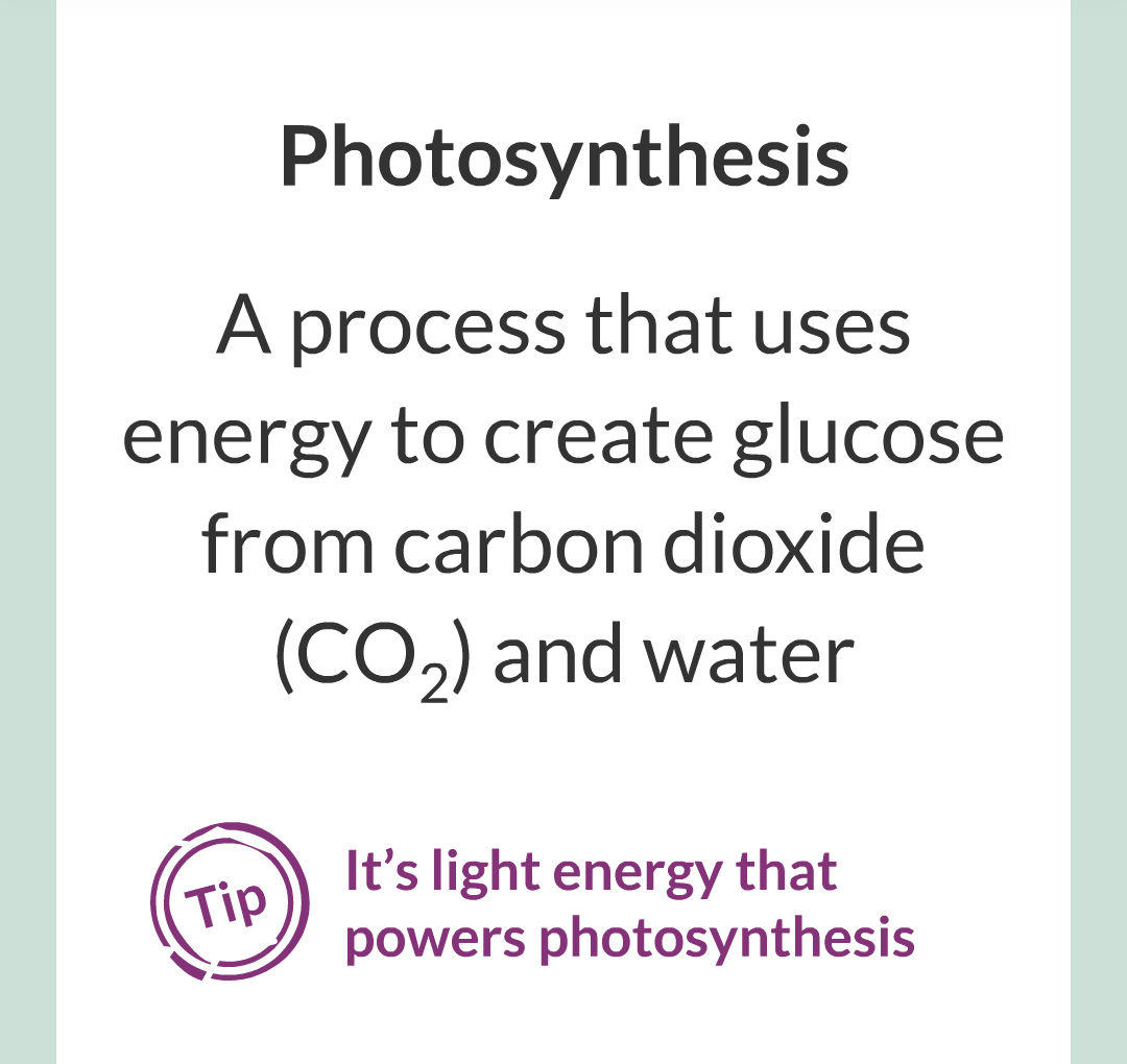 ../../../Biology/Biology Flashcards/0610 MC Questions from Key Cards/3 - Bioenergetics/1 - Photosynthesis/002.png