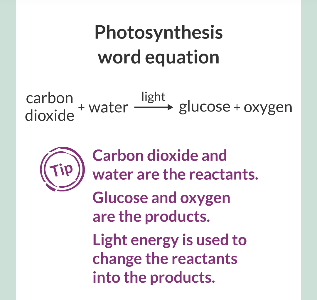 ../../../Biology/Biology Flashcards/0610 MC Questions from Key Cards/3 - Bioenergetics/1 - Photosynthesis/008.png
